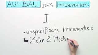 Immunsystem- Aufbau Teil 1 | Biologie | Humanbiologie