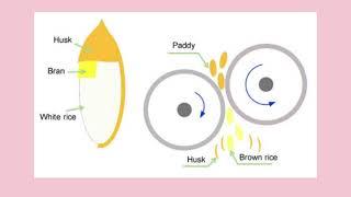 How Rice is Milled: Exploring the Rice Milling Process from Harvesting to Packaging (Flowchart)