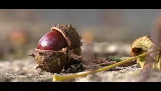 Aux alentours de Langlade el Lozère (48) - un programme KWZ tv Lozère    oct 2020