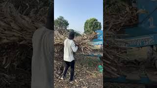 मक्का की थ्रेशिंग लाईव Maize Threshing | Kheti Junction