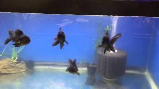 Thai Black Oranda Goldfish