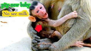 Million sad ! New baby monkey Alba can't find milk for feeding now his eyes can't see someone