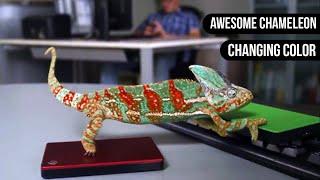 Chameleon Changing Color || Animals are Awesome