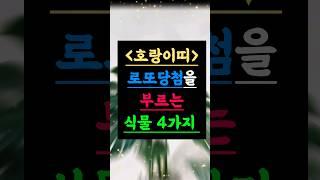 로또 당첨을 부르는 호랑이띠의 비밀 식물 4가지 #호랑이띠운세 #로또당첨 #식물풍수
