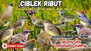 SUARA PIKAT CIBLEK RIBUT, AUDIO PIKAT UNTUK SEMUA JENIS CIBLEK TERBARU 2024