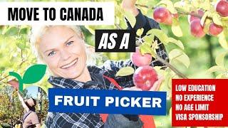 Fruit Picker Jobs In Canada With Free Visa Sponsorship In 2023 / Low Education, No Experience