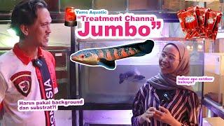 TUMBUH BUNGA DI JUMBO?! Treatment Channa Maru Red Part II @indonesiachannamarusquad