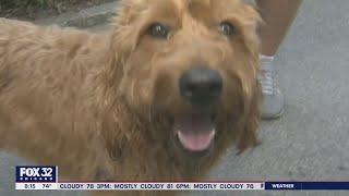 Tips for keeping your pets safe and calm during July 4th fireworks