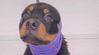 Rottweiler puppy first grooming appointment