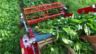 Terrateck - Green salads harvester