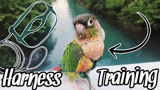 How to Harness Train Your Parrot!