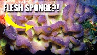 Slime Sponge Facts: the FLESH SPONGE  Animal Fact Files