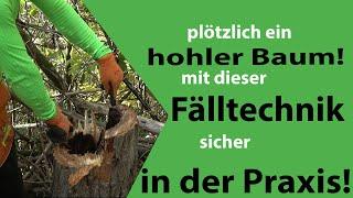 Sichere Fällung, wenn der Baum plötzlich hohl ist?