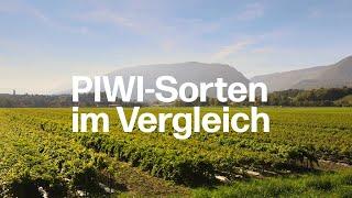 Vergleich von verschiedenen PIWI-Sorten: Welche sind besonders resistent gegen Pilzkrankheiten?