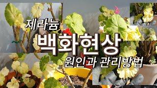 제라늄 백화현상 하얀잎이 왜생길까요? /관리방법 황화현상과 고스트잎 해결방법