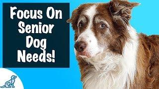 How To Care For A Senior Dog - For Dogs 8+ Years Old - Professional Dog Training Tips
