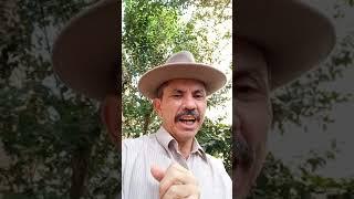 Os Amantes dos Bailes