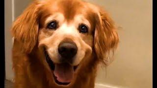 The World's Happiest Dog  | FUNNIEST Pets Of The Month