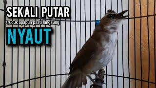 trucukan gacor TARUNG ROPEL PANJANG pancingan trucukan agar bunyi jadikan burung trucuk gacor NYAUT