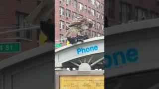 Red tail hawk catches pigeon in NYC.