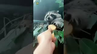 Енот везде Енот!