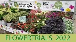 Flowertrials 2022 - Neuheiten & Konzepte von Kientzler Jungpflanzen