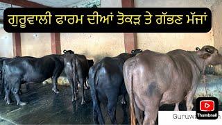 Top Quality Dry Murrah Buffaloes at Guruwali Farm. Mobile-9528000007