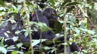 Chimps yawn