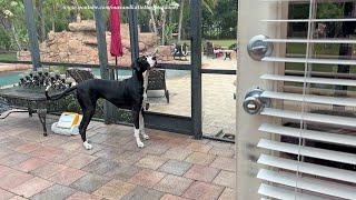 Funny Talkative Great Dane Can't Decide - Inside or Outside in The Rain