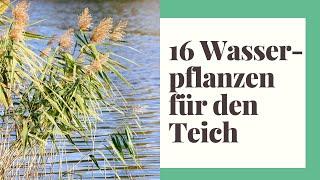 16 Wasserpflanzen für den Teich im eigenen Außenbereich