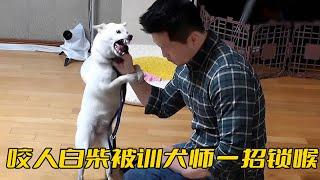 柴犬蹬鼻子上臉撕咬主人，結果被訓犬師一招鎖喉，真是太解氣了