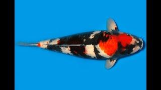 Koi Auktion Dainichi Showa Nisai MonaLisa male 53cm T11-0285