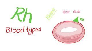 Rh “Rhesus” Blood Types - Are you positive or negative?! - Hematology