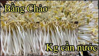 Làm giá bằng chảo kg tưới nước khô thoáng mập trắng it rễ dễ làm/Châu Kim Family