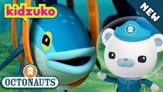 @Octonauts - 🪺 THE BLUEFIN TUNA  | BRAND NEW | Season 5 | Full Episode 2 | @Kidzuko Exclusive!