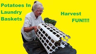 Container Gardening|| She Grows Potatoes in Laundry Baskets & Buckets|| Its the BIG Harvest Reveal