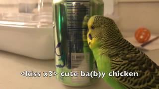 Kiwi the Budgie talks up a storm for two and a half minutes!