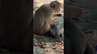 #Animakey #mom&baby#lovelymonkey#babysocute#viral#animals#youtube#shorts#like#Subscribe#…