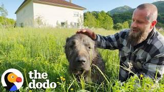 Scared Dirty Highway Dog Turns Out To Be Gentle Giant | The Dodo