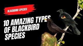 10 Amazing Types of Blackbird Species