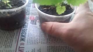 Выращивание из семян ежевики в домашних условиях