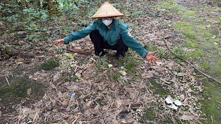 THỬ VẬN MAY BẰNG CÁCH ĐI TÌM NẤM MỐI ĐẦU MÙA MẸ LÀM NỒI CHÁO NẤM MỐI ĐẬU XANH | TNCM