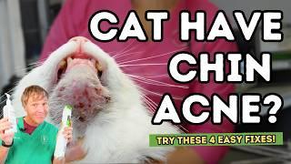 Got a Cat with Chin Acne? Here's 4 Quick Steps to Clear It Up!