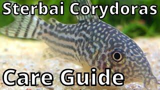 Sterbai Corydoras Care Guide