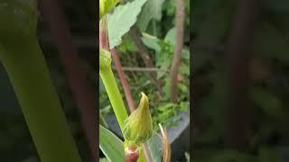 #okra#vegetables#vegetablelovers#farming#homegarden#gardening#farming#organicfarming#nature#village