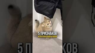 Как понять что кошка избалована?