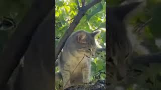 Cat on a tree #positive #beautiful #кошки #забавныеживотные #shorts