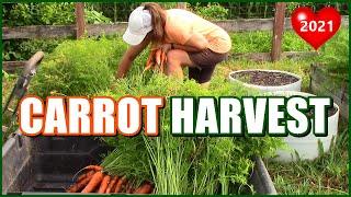 Harvesting Carrots In The Raised Bed Garden