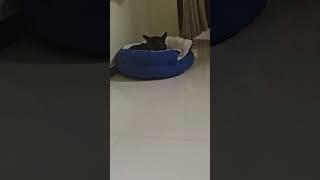 Kuttu's new bed