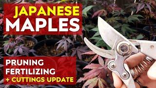 Pruning & Fertilizing Young Japanese Maple Trees + Seedlings & Cuttings Update